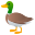 duck