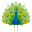 peacock