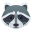 raccoon