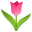 tulip