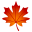 maple leaf